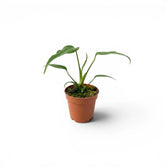 Monstera Burle Marx's Flame baby plant in a nursery pot on a white background