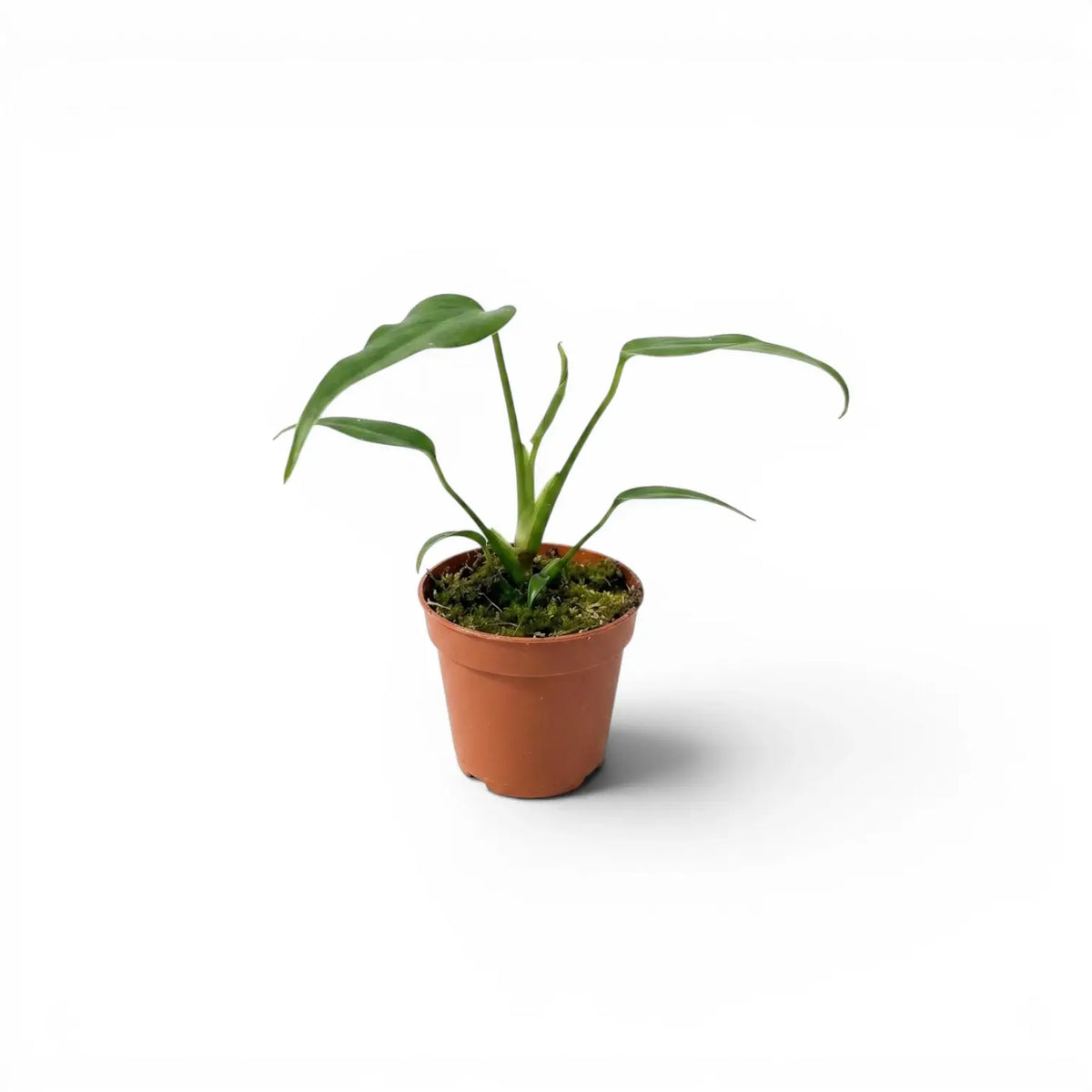 Monstera Burle Marx's Flame baby plant in a nursery pot on a white background