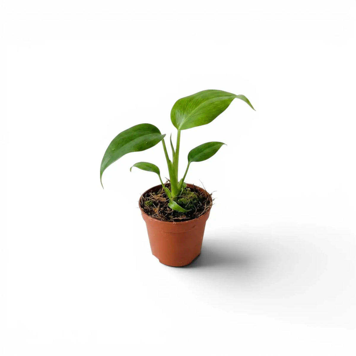 Monstera Burle Marx's Flame baby plant in a nursery pot on a white background