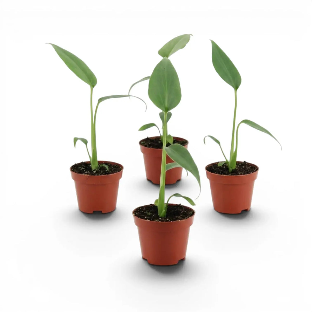 Four potted Monstera Burle Marx's Flame baby plants on a white background