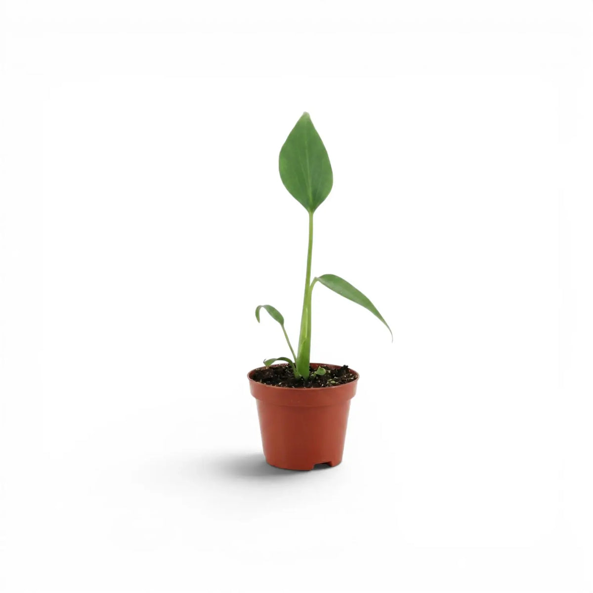 Monstera Burle Marx's Flame baby plant in a nursery pot on a white background