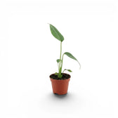 Small potted Monstera Burle Marx's Flame baby plant on a white background