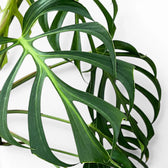 Close-up of green, deeply split leaves of  Monstera Burle Marx's Flame on a white background
