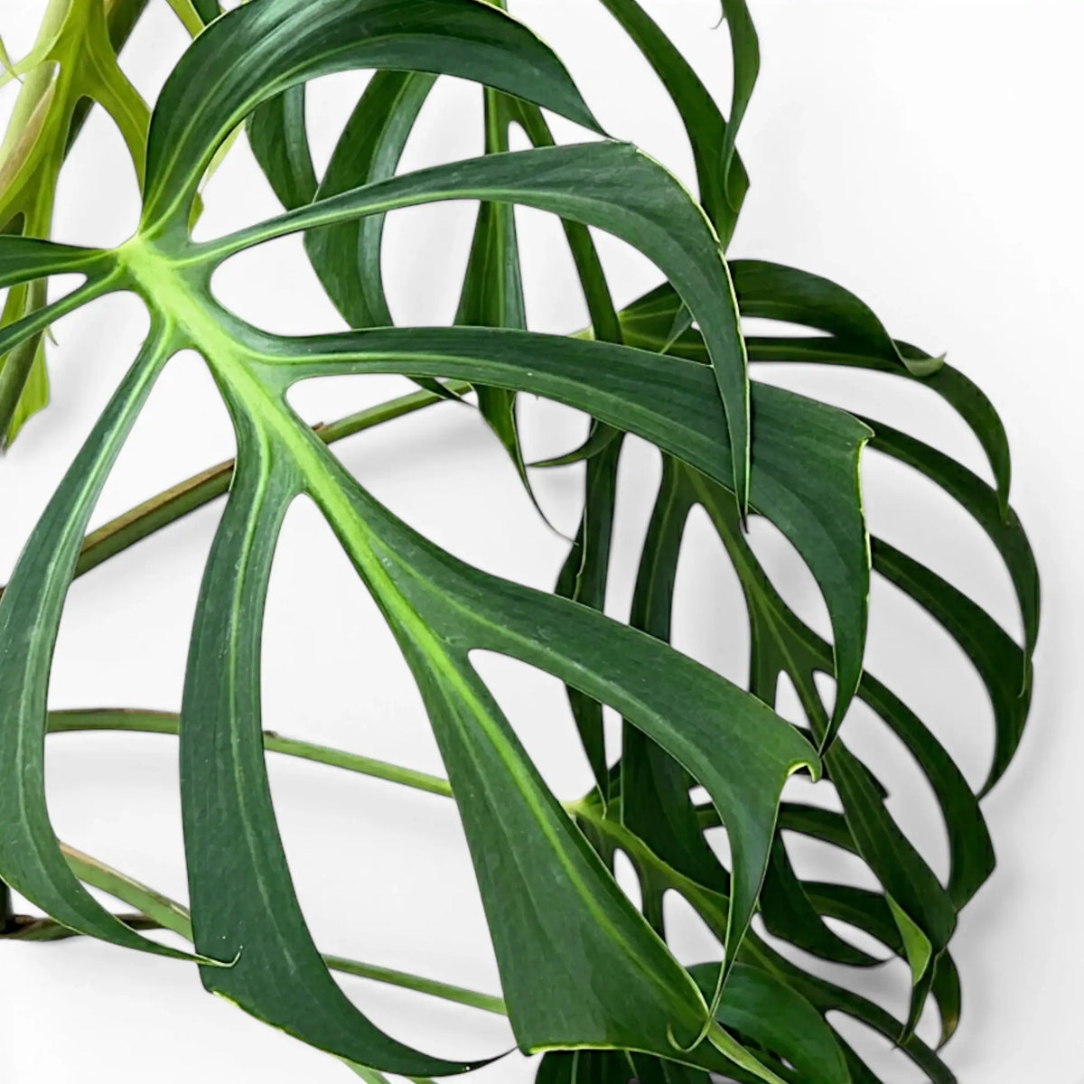 Close-up of green, deeply split leaves of  Monstera Burle Marx's Flame on a white background