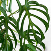 Close-up of deeply split foliage of  Monstera Burle Marx's Flame on a white background