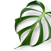 Green, deeply split leaf of  Monstera Burle Marx's Flame on a white background