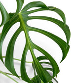 Close-up of green, deeply split leaf of  Monstera Burle Marx's Flame on a white background