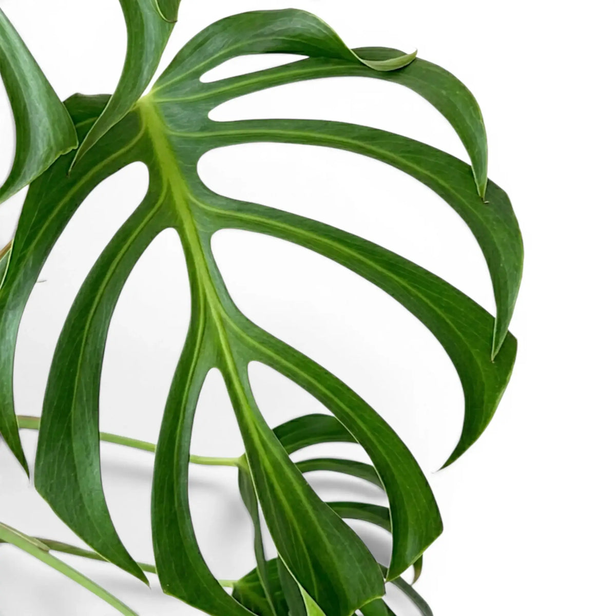 Close-up of green, deeply split leaf of  Monstera Burle Marx's Flame on a white background