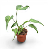 Monstera Burle Marx's Flame plant in a nursery pot on a white background