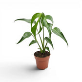 Monstera Burle Marx's Flame plant in a nursery pot on a white background