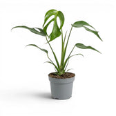 Monstera Burle Marx's Flame plant in a nursery pot on a white background
