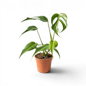 Monstera Burle Marx's Flame plant in a nursery pot on a white background
