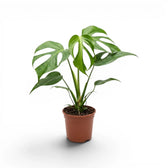 Monstera Burle Marx's Flame plant in a nursery pot on a white background