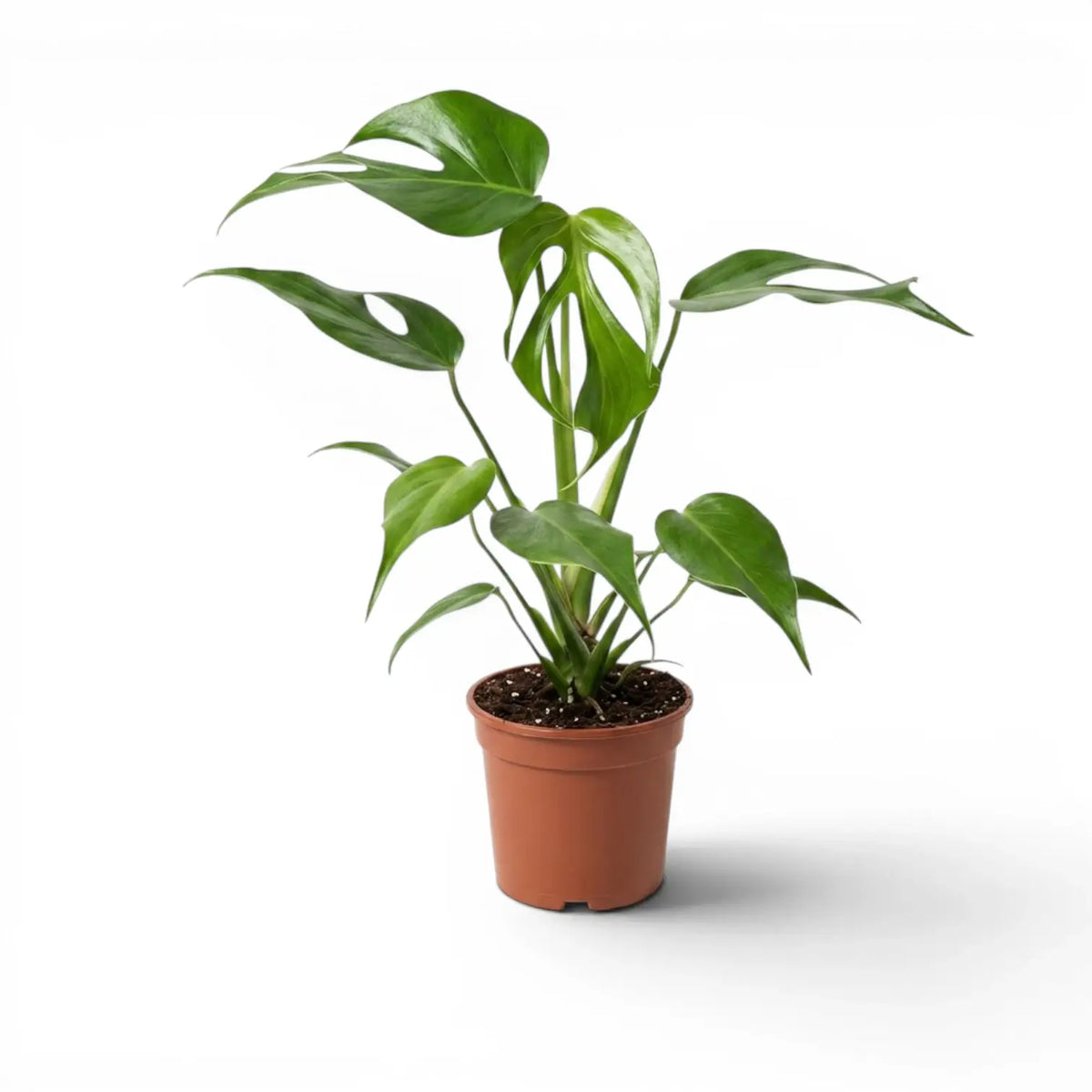 Monstera Burle Marx's Flame plant in a nursery pot on a white background