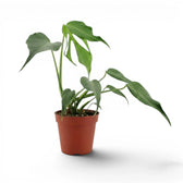 Monstera Burle Marx's Flame plant in a nursery pot on a white background