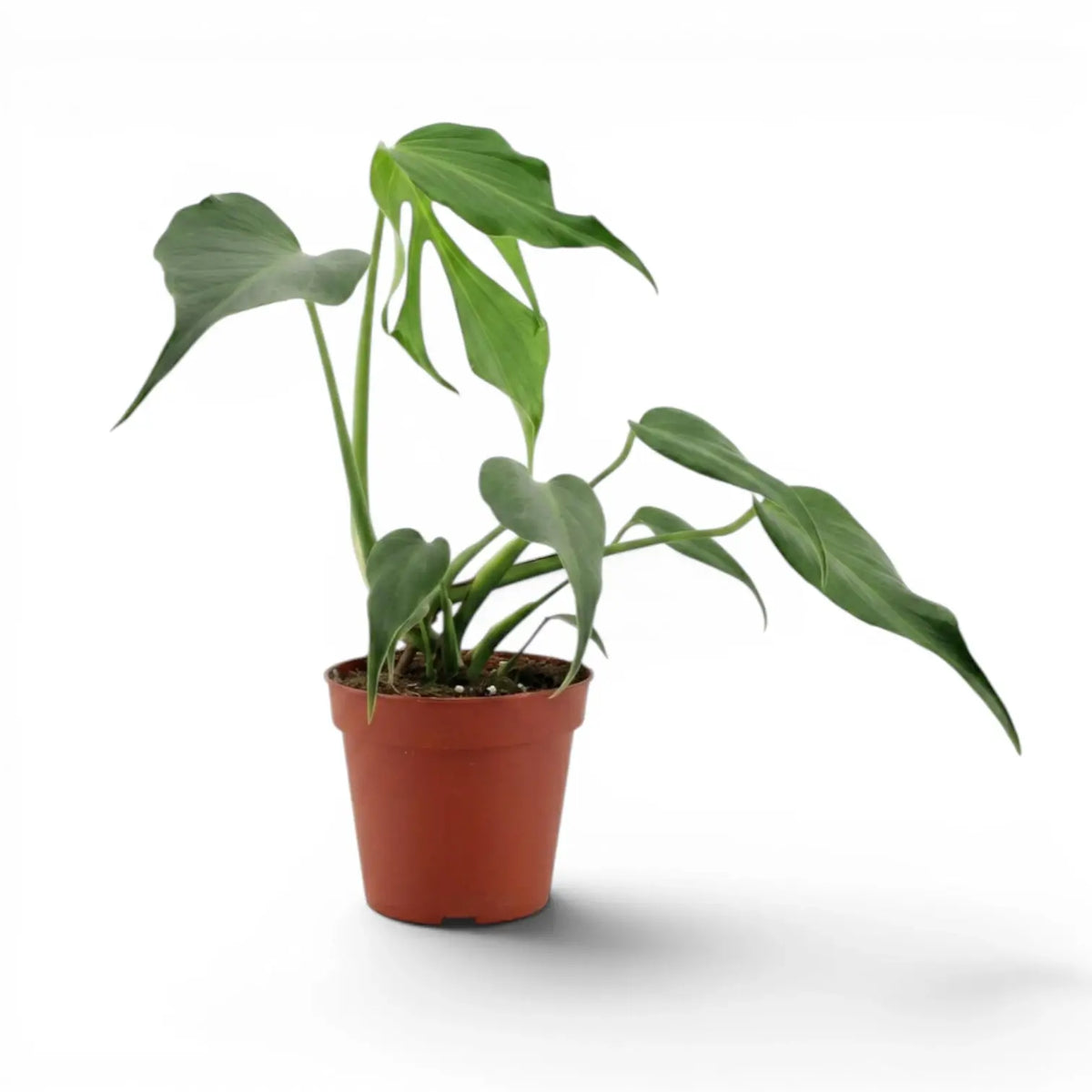 Monstera Burle Marx's Flame plant in a nursery pot on a white background