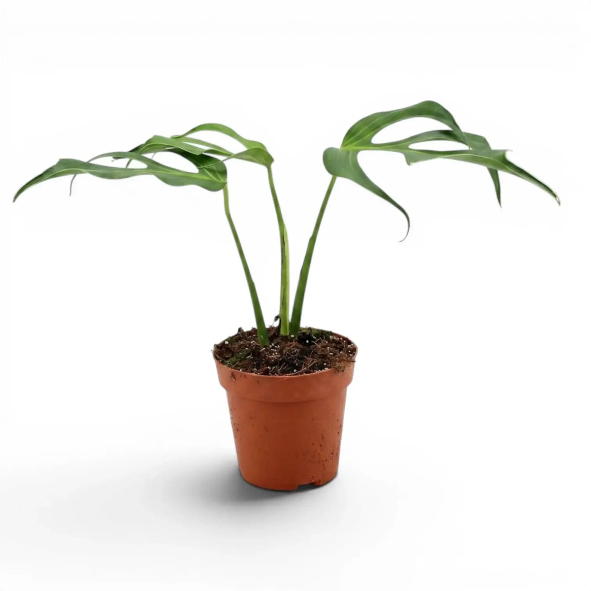 Monstera Burle Marx's Flame plant in a nursery pot on a white background