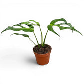 Monstera Burle Marx's Flame plant in a nursery pot on a white background