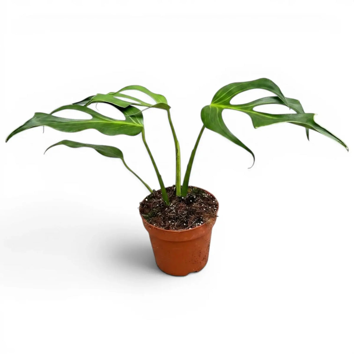 Monstera Burle Marx's Flame plant in a nursery pot on a white background