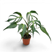 Monstera Burle Marx's Flame plant in a nursery pot on a white background