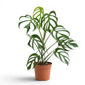 Extra large Monstera Burle Marx's Flame plant in a nursery pot on a white background