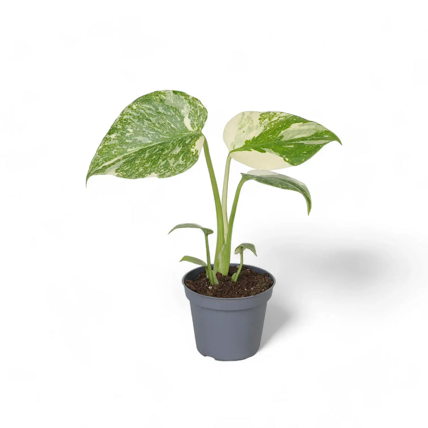 Monstera 'Crème Brûlée' potted plant in nursery pot on white background.