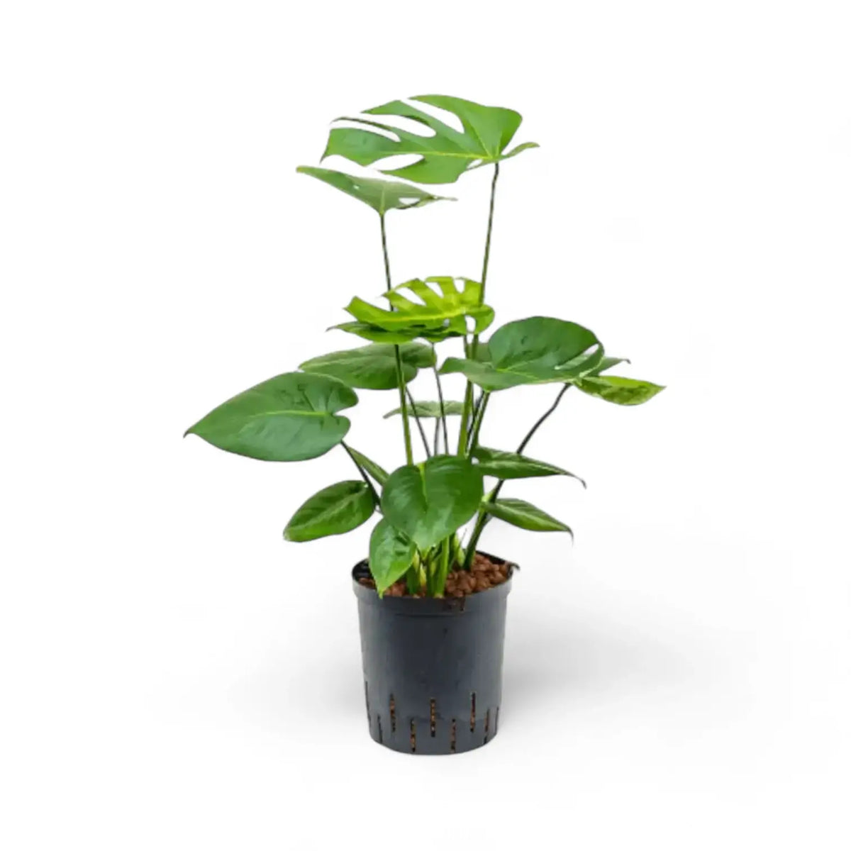 Monstera deliciosa – Zimmerpflanze im Kulturtopf auf weißem Hintergrund, Produktfoto 10.