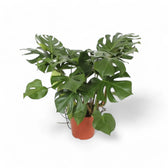 Monstera deliciosa – Zimmerpflanze im Kulturtopf auf weißem Hintergrund, Produktfoto 13.