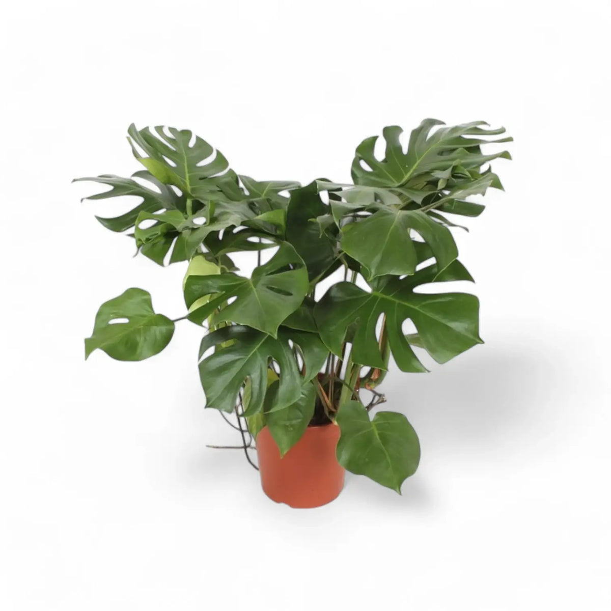 Monstera deliciosa – Zimmerpflanze im Kulturtopf auf weißem Hintergrund, Produktfoto 13.