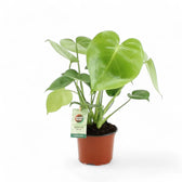 Monstera deliciosa – Zimmerpflanze im Kulturtopf auf weißem Hintergrund, Produktfoto 7.