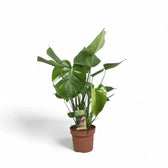 Monstera deliciosa – Zimmerpflanze im Kulturtopf auf weißem Hintergrund, Produktfoto 8.