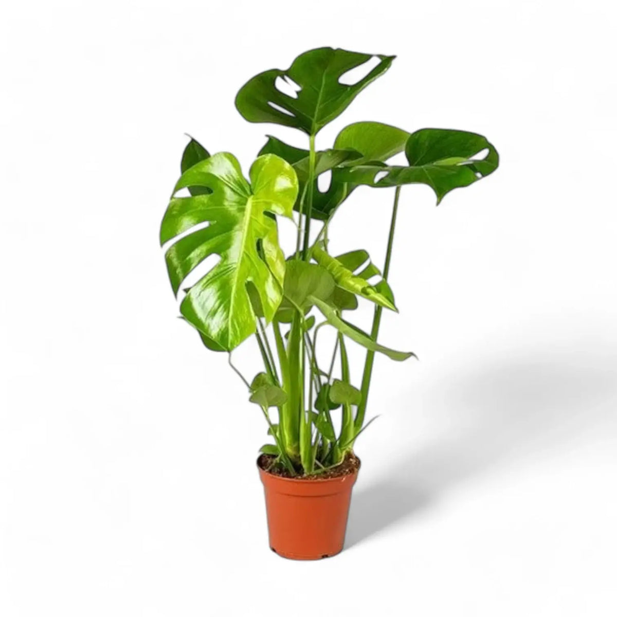 Monstera deliciosa – Zimmerpflanze im Kulturtopf auf weißem Hintergrund, Produktfoto 9.