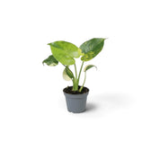 Baby Monstera deliciosa 'Aurea' with yellow-and-green variegated juvenile leaves