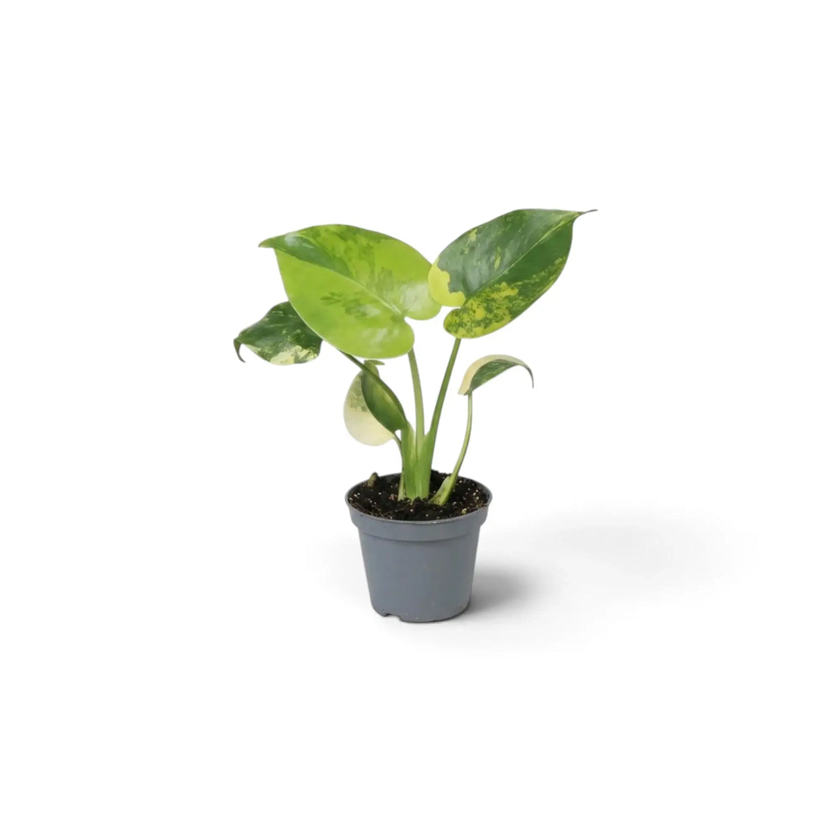 Baby Monstera deliciosa 'Aurea' with yellow-and-green variegated juvenile leaves