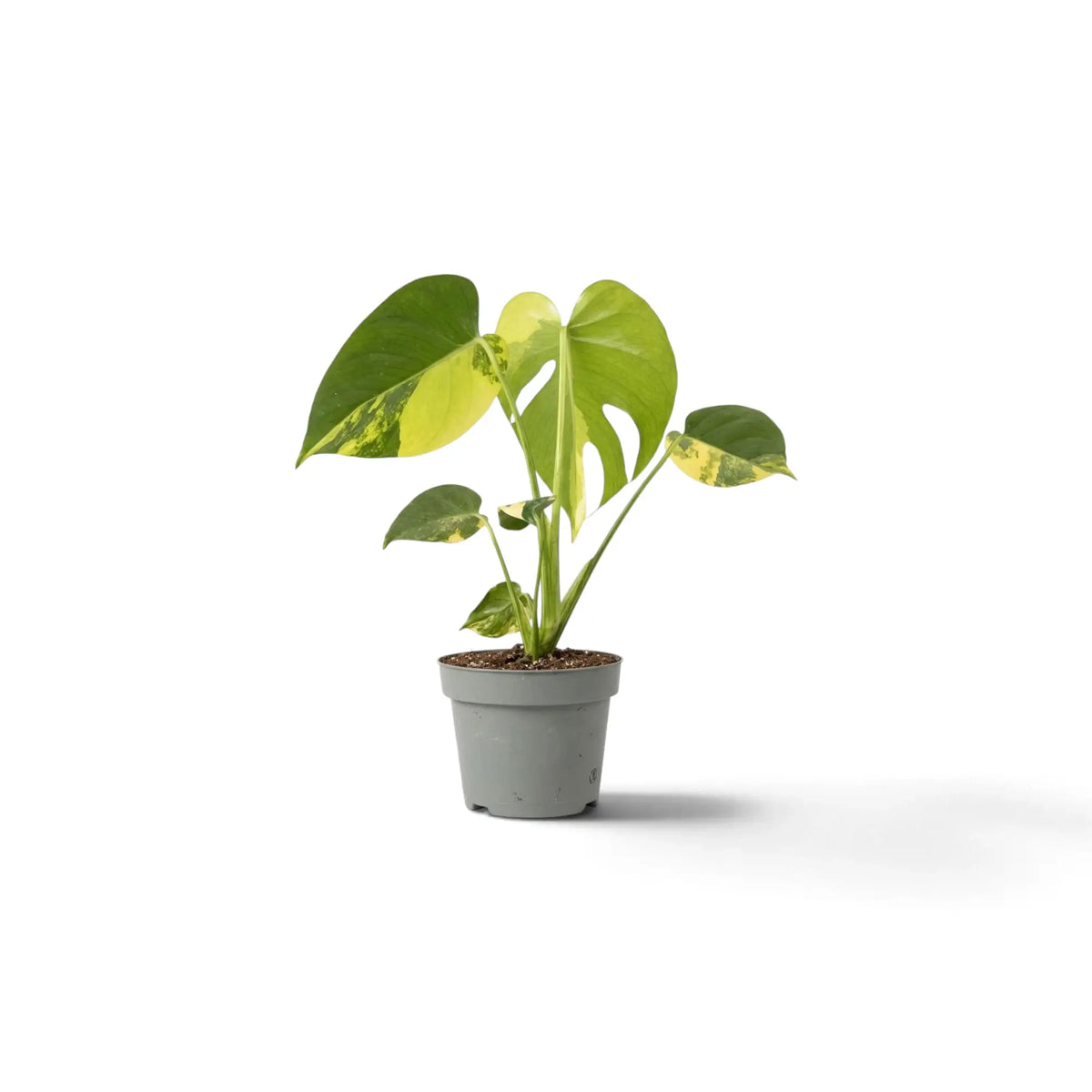 Juvenile Monstera 'Aurea' with a striking half-yellow heart-shaped leaf