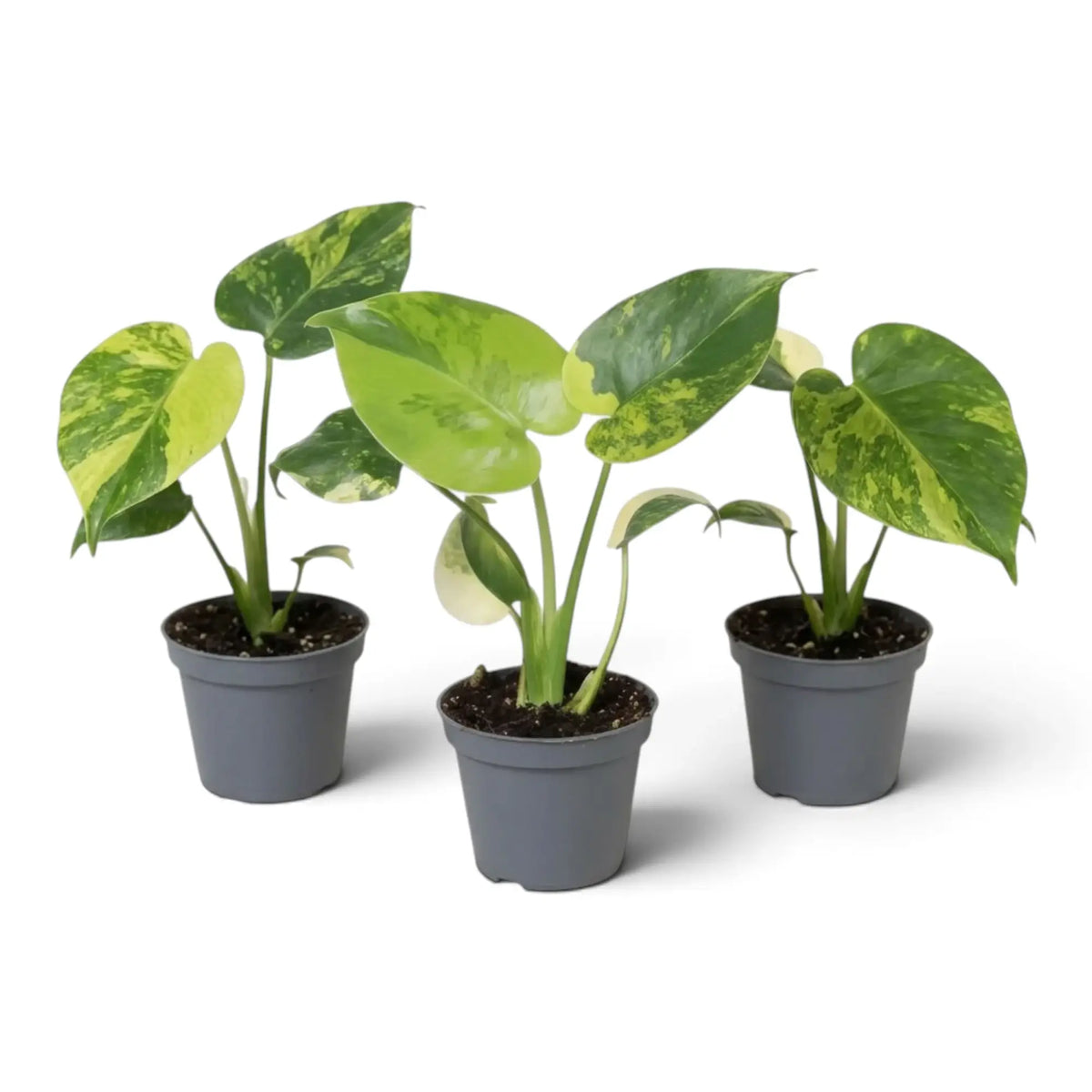 Three young Monstera deliciosa 'Aurea' plants with different yellow variegation patterns