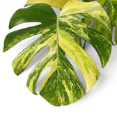 Split Monstera deliciosa 'Aurea' leaf with broad golden-yellow and green variegation