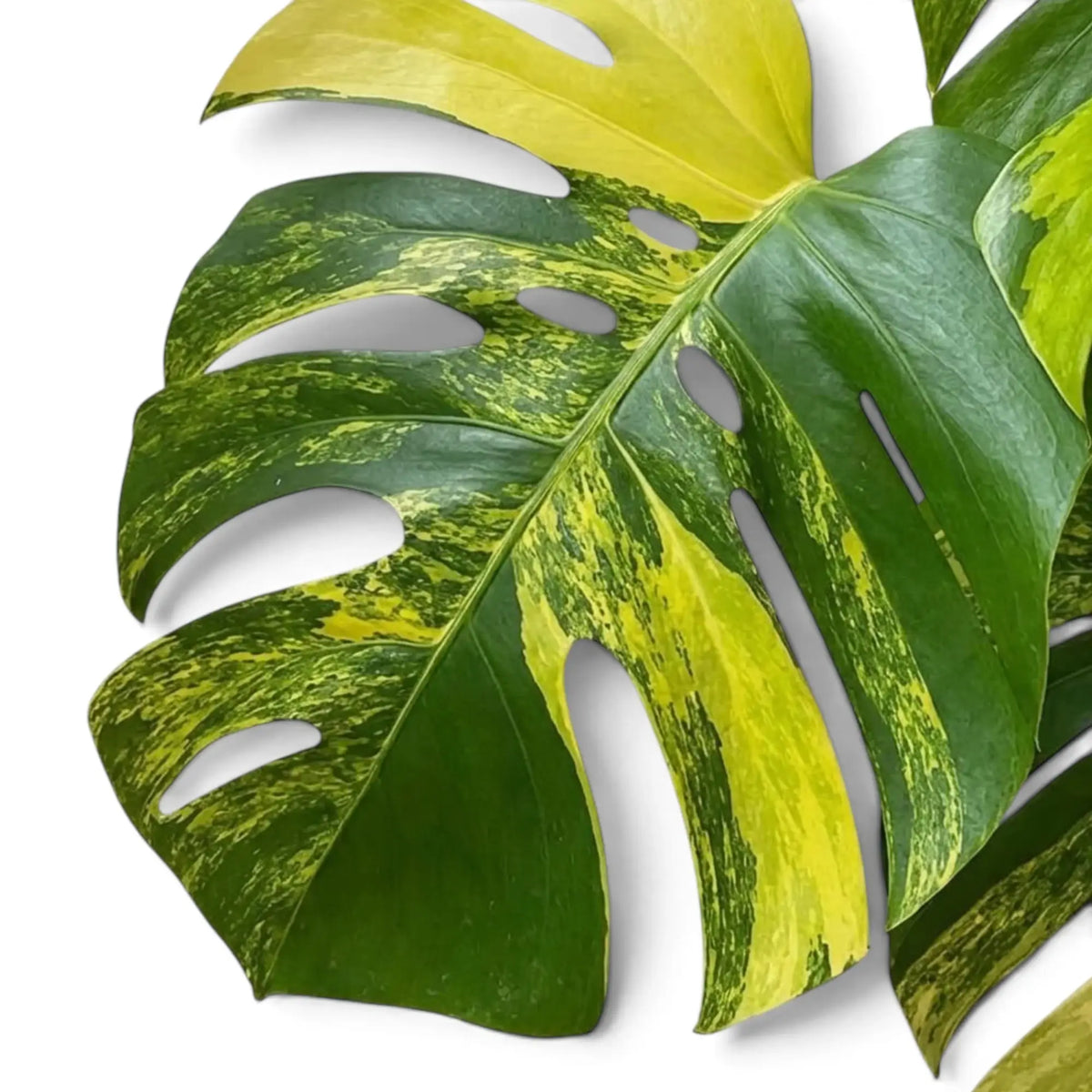 Deeply divided Monstera 'Aurea' leaf with marbled yellow-and-green sections
