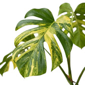 Large fenestrated Monstera 'Aurea' leaf showing bright yellow streaks and green patches