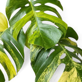 Overlapping mature Monstera 'Aurea' leaves with holes and yellow-green marbling