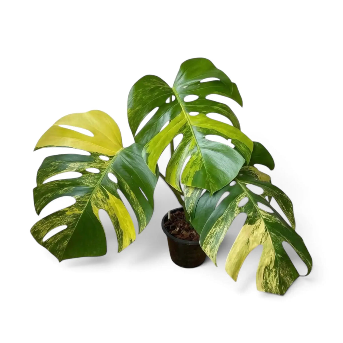 Large Monstera deliciosa 'Aurea' with split green-and-yellow variegated leaves in a pot