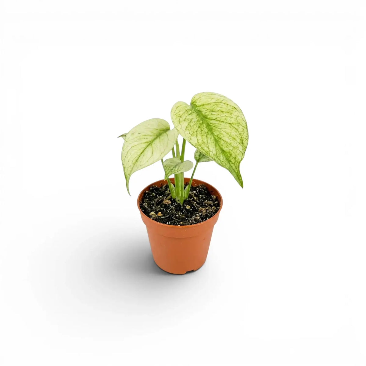 Kleine Monstera Mint mit mintgrünen Blättern im Topf vor weißem Hintergrund