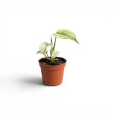 Monstera Mint mit mintgrünen Blättern im Topf vor weißem Hintergrund