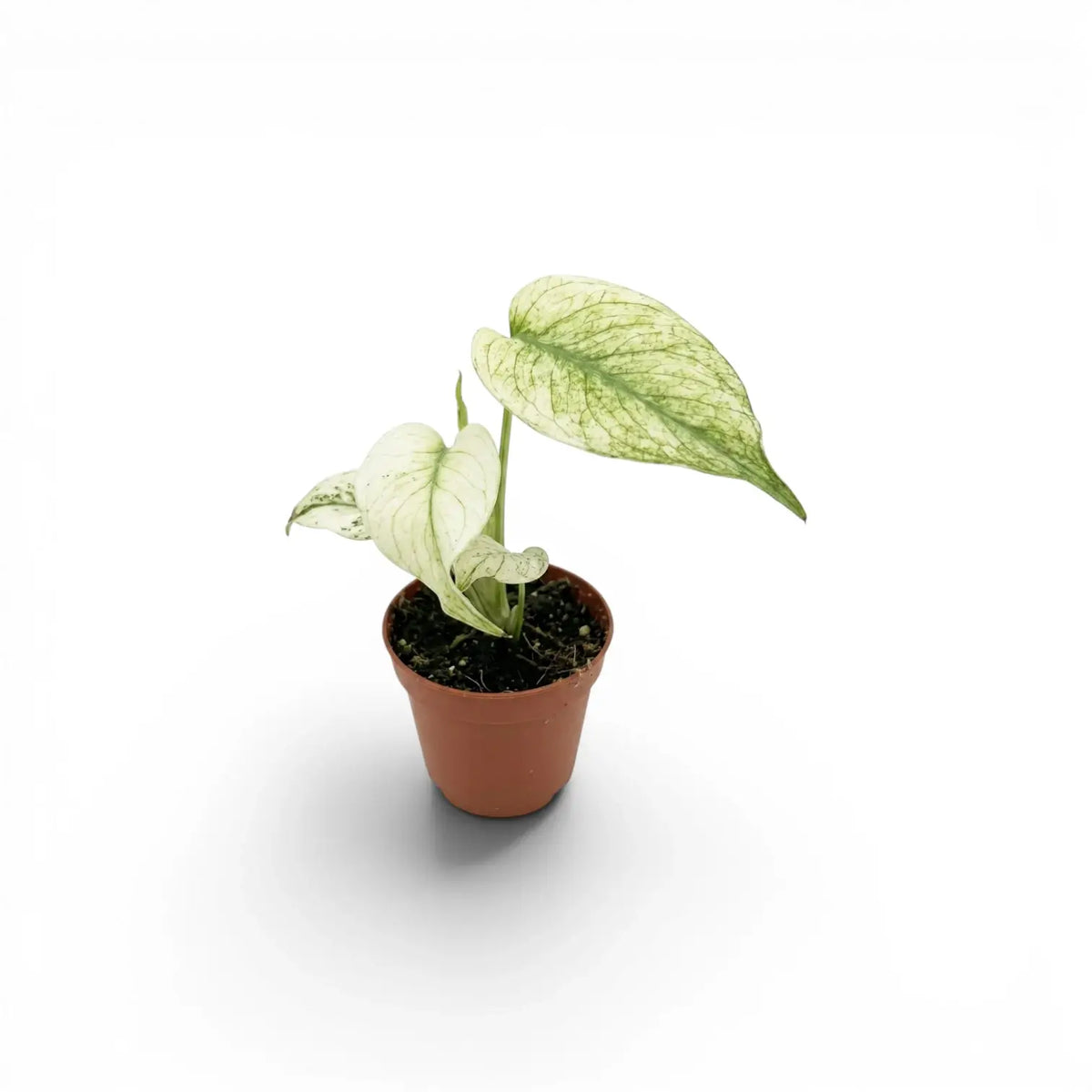 Kleine Monstera Mint mit mintfarben panaschierten Blättern im Topf vor weißem Hintergrund