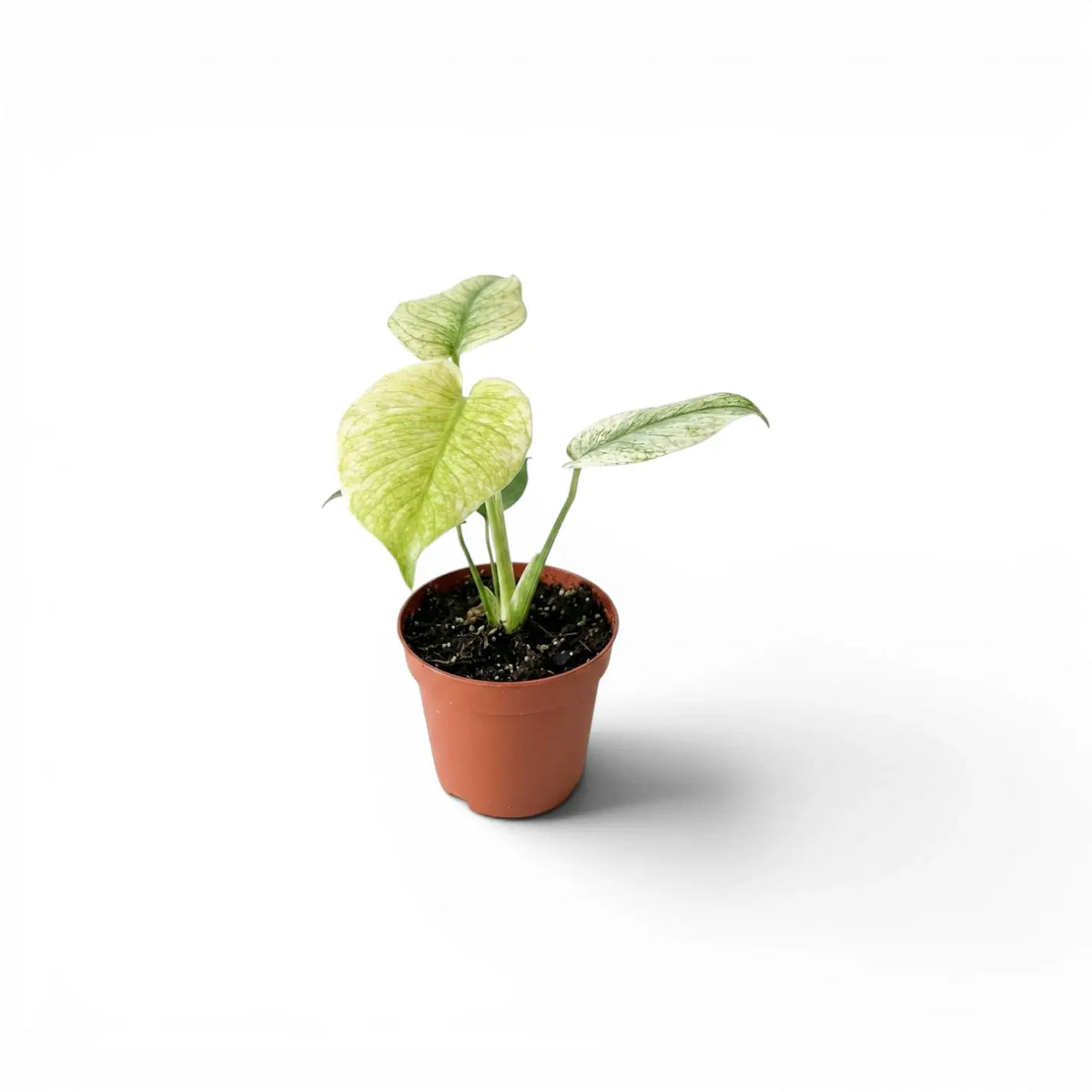 Monstera Mint mit mintgrünen Blättern im Topf vor weißem Hintergrund