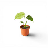 Monstera Mint mit mintgrünen Blättern im Topf vor weißem Hintergrund