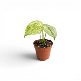 Monstera Mint mit mintgrünen Blättern im Topf vor weißem Hintergrund