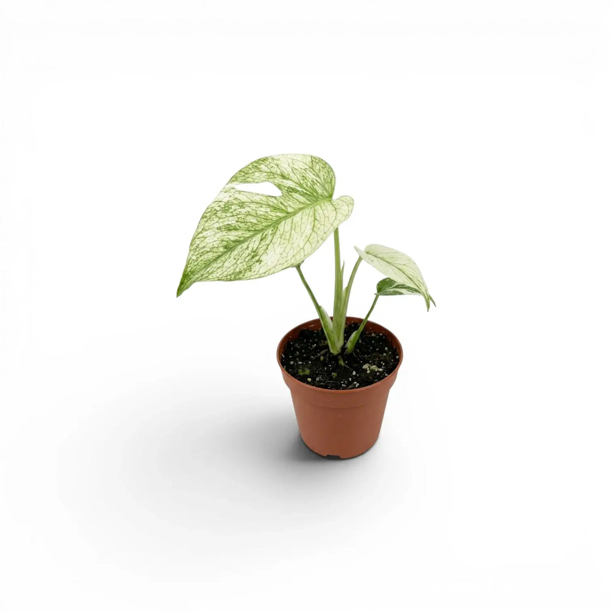 Monstera Mint mit mintgrünen Blättern im Topf vor weißem Hintergrund