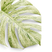 Blatt von Monstera Mint mit mintgrün-weißem Muster vor weißem Hintergrund
