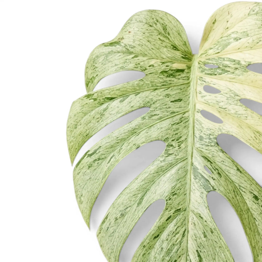 Monstera deliciosa Mint leaf close up on white background